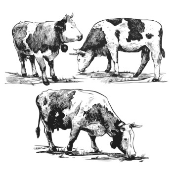 Farm Animal Vintage Engravers Collection #1, 24xAI 5xJPEG