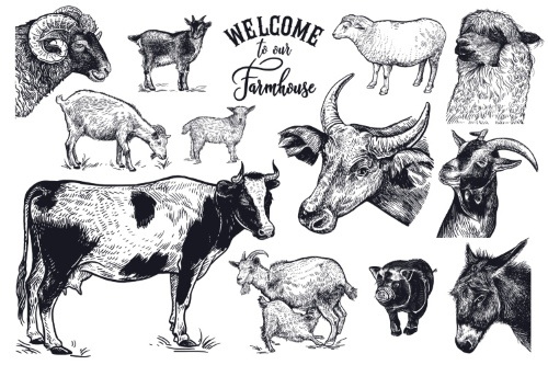Farm Animal Vintage Engravers Collection #1, 24xAI 5xJPEG