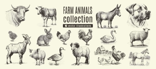 Farm Animal Vintage Engravers Collection #1, 24xAI 12xJPEG