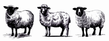 Farm Animal Vintage Engravers Collection #1, 24xAI 5xJPEG