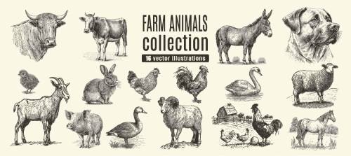 Farm Animal Vintage Engravers Collection #1, 24xAI 5xJPEG