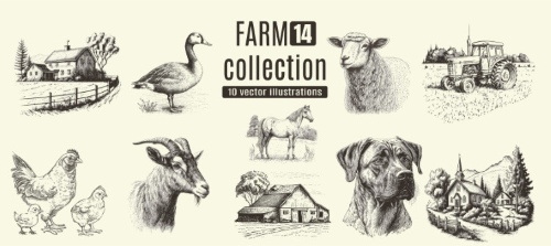 Farm Animal Vintage Engravers Collection #1, 24xAI 5xJPEG