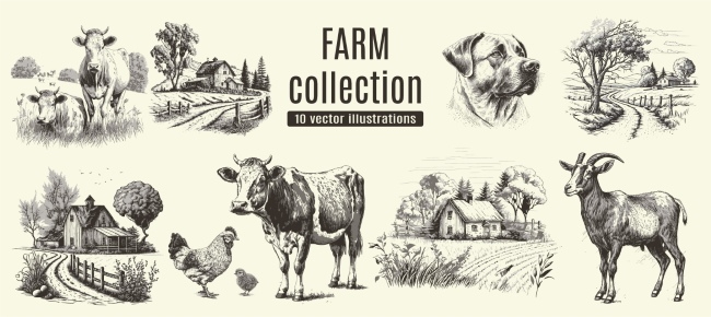 Farm Animal Vintage Engravers Collection #1, 24xAI 12xJPEG