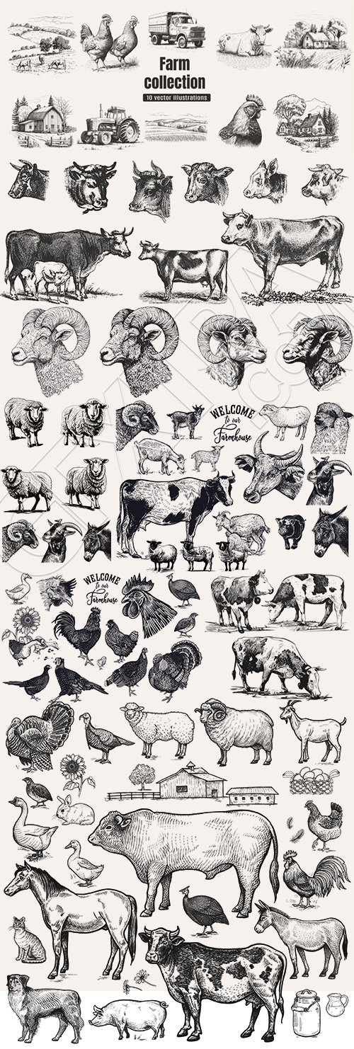Farm Animal Vintage Engravers Collection #1, 24xAI 5xJPEG