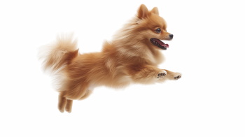 Dogs in Action 27xPNG