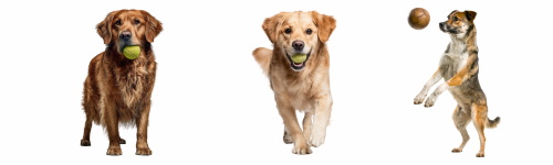 Dogs in Action 27xPNG