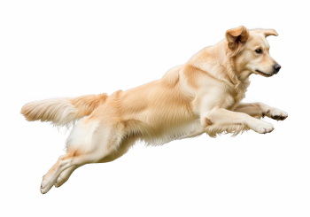 Dogs in Action 27xPNG