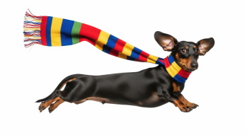 Dogs in Action 27xPNG