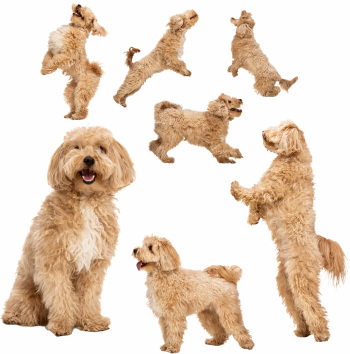 Dogs in Action 27xPNG