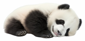 Baby Panda 31xPNG