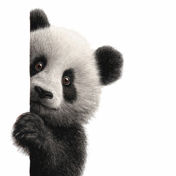 Baby Panda 31xPNG