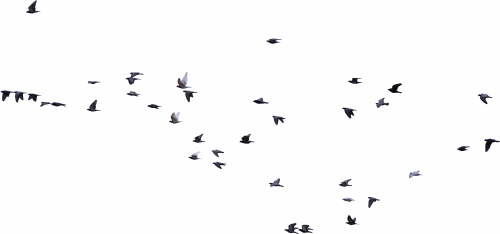 Birds #2, 31xPNG