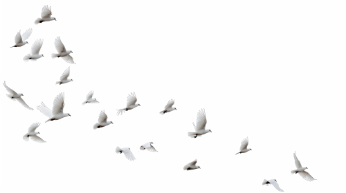 Birds #2, 31xPNG