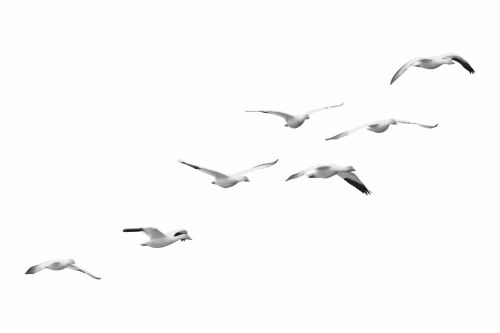 Birds #2, 31xPNG