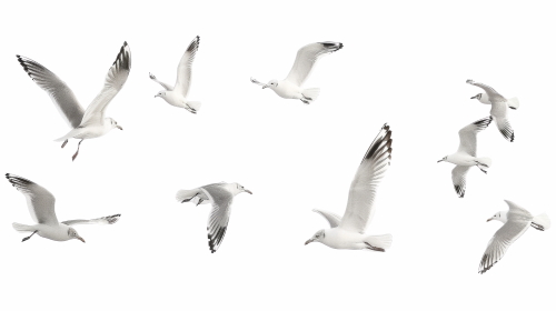 Birds #2, 31xPNG