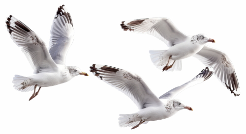 Birds #2, 31xPNG