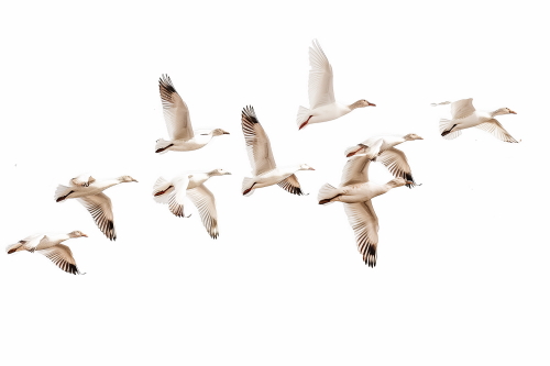Birds #2, 31xPNG
