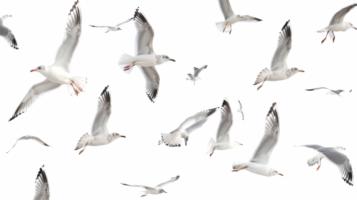 Birds #2, 31xPNG
