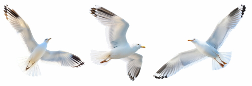 Birds #2, 31xPNG