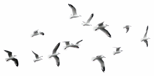 Birds #2, 31xPNG