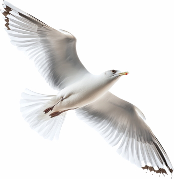 Birds #2, 31xPNG