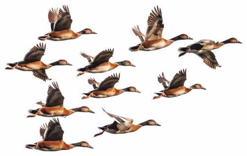 Birds #2, 31xPNG