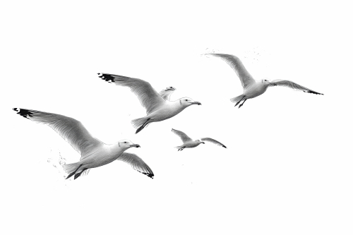 Birds #2, 31xPNG