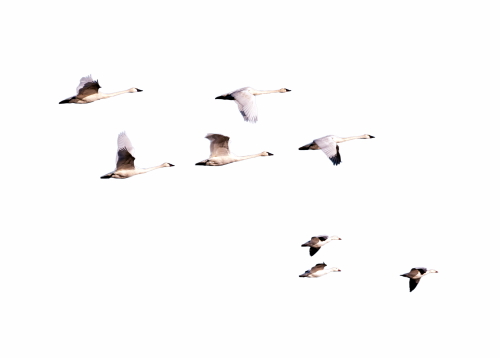 Birds #2, 31xPNG