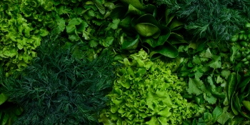 Winter Vegetables #1, 26xJPEG 1xAI