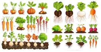 Winter Vegetables #1, 26xJPEG 1xAI