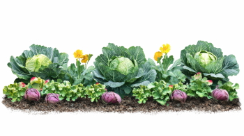 Winter Vegetables #2, 39xPNG