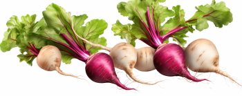 Winter Vegetables #2, 39xPNG