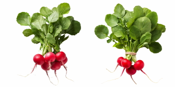 Winter Vegetables #2, 39xPNG