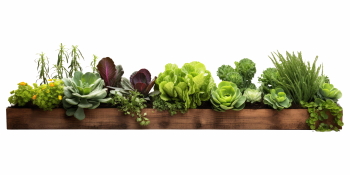 Winter Vegetables #2, 39xPNG