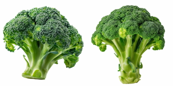 Winter Vegetables #2, 39xPNG