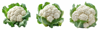 Winter Vegetables #2, 39xPNG