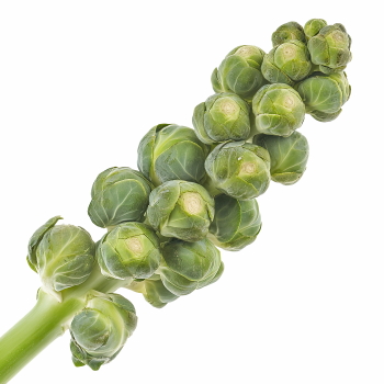 Winter Vegetables #2, 39xPNG
