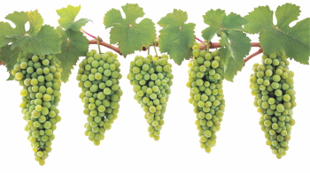 Fruits, Juices and Smoothies 37xPNG Fruits, Juices and Smoothies 37xPNG