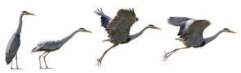 Birds #4, 30xPNG