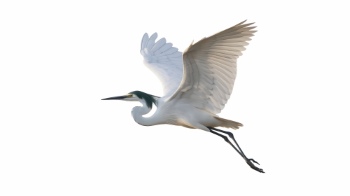 Birds #4, 30xPNG
