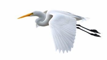 Birds #4, 30xPNG
