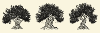 Olive Tree Design Elements #1, 25xAI Olive Tree Design Elements #1, 25xAI