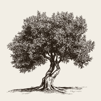 Olive Tree Design Elements #1, 25xAI Olive Tree Design Elements #1, 25xAI