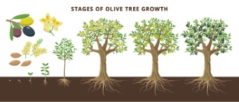 Olive Tree Design Elements #1, 25xAI Olive Tree Design Elements #1, 25xAI