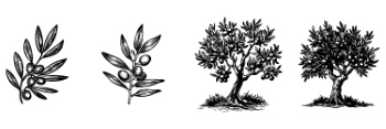 Olive Tree Design Elements #1, 25xAI Olive Tree Design Elements #1, 25xAI