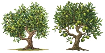 Olive Tree Design Elements #1, 25xAI Olive Tree Design Elements #1, 25xAI