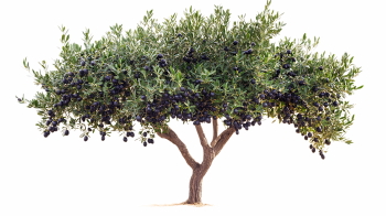 Olive Tree & Branches 25xPNG