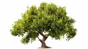 Olive Tree & Branches 25xPNG