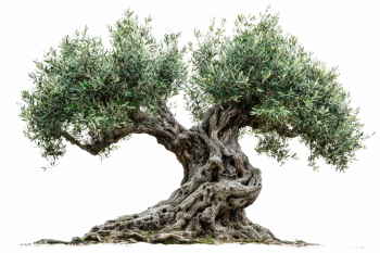 Olive Tree & Branches 25xPNG