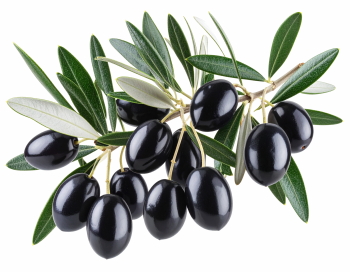 Olive Tree & Branches 25xPNG